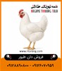 لیست شرکت‌های عرضه‌کننده مرغ مادر در ایران